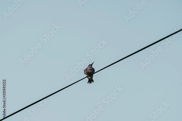 Fototapeta Lonely bird on the electricity cable