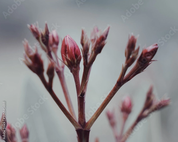 Obraz Blooming Flowers