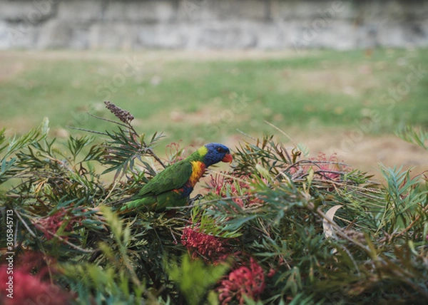 Fototapeta Rainbow Lorikeet
