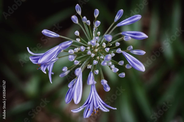 Obraz Blooming Flowers