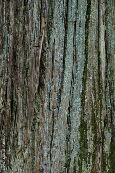 Fototapeta 杉の木