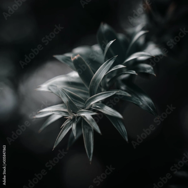 Obraz Dark Green Leaves