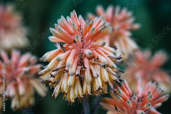 Fototapeta The Colorful Flowers in the Garden