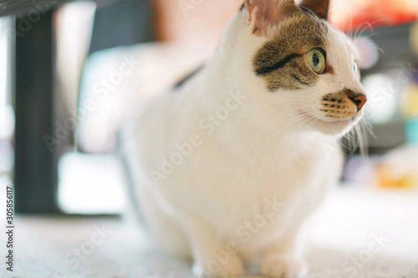 Obraz 遠くを見る猫