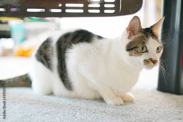 Obraz 見つめる猫