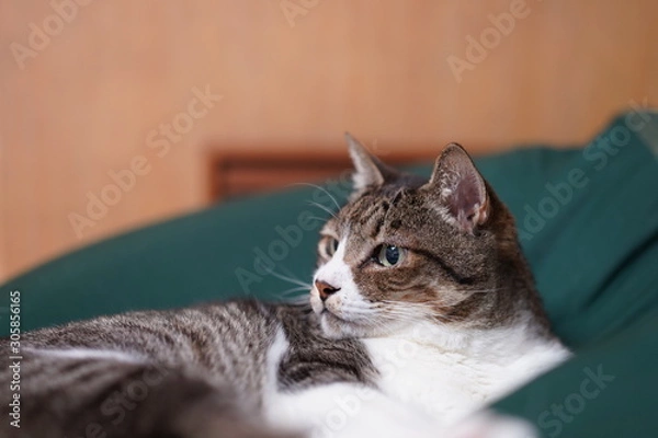 Obraz 見つめる猫