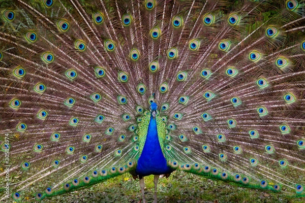 Obraz Henry the Peacock