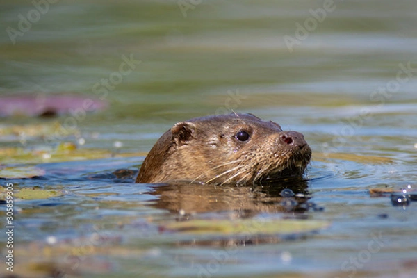 Fototapeta The otter on the Drava River