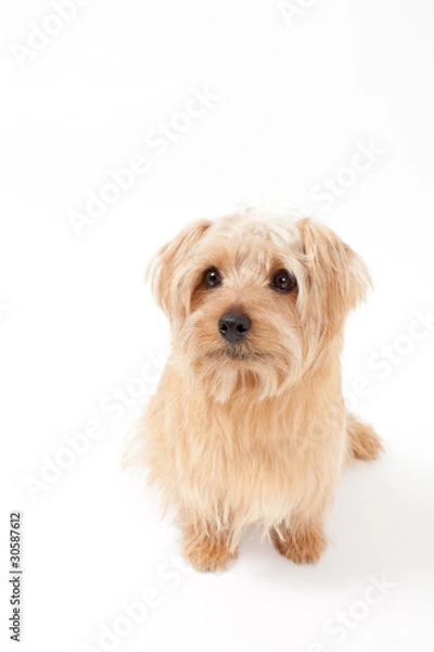 Obraz ノーフォークテリア