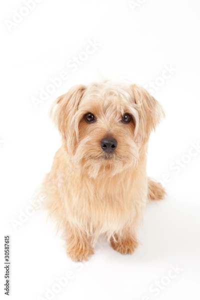 Obraz ノーフォークテリア