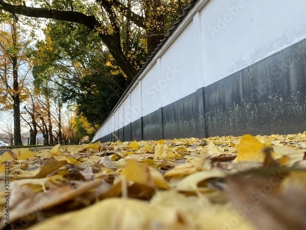 Obraz 黄色紅葉塀