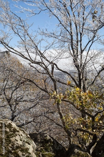 Obraz tree in autumn