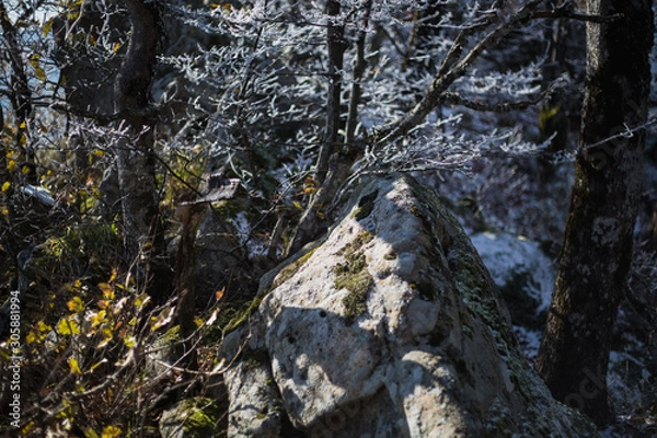 Obraz winter tree in the forest