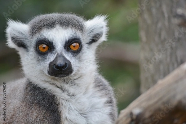 Obraz a ring-tailed lemur staring at camera