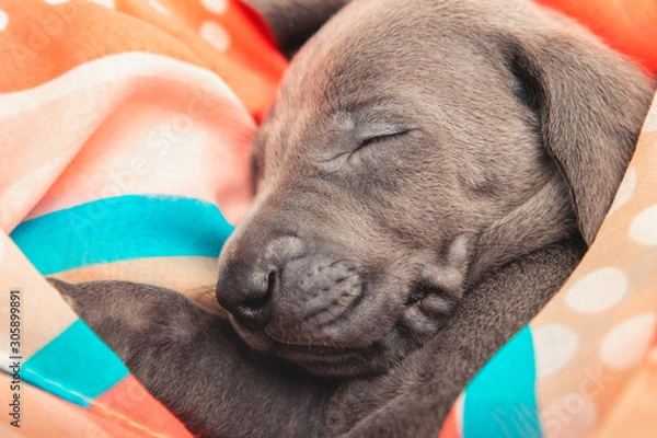 Fototapeta Weimaraner Welpe