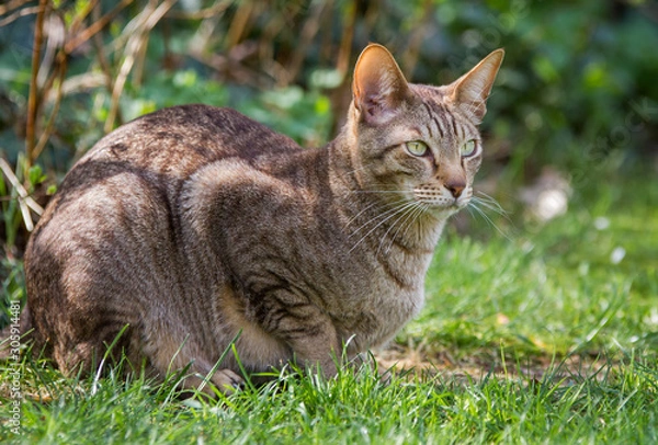 Fototapeta Gartentiger