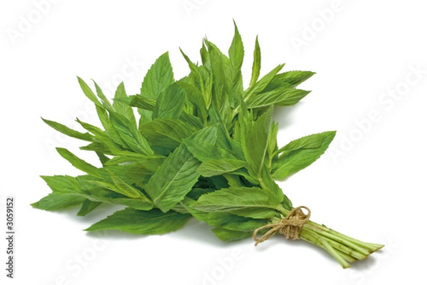 Obraz mięta