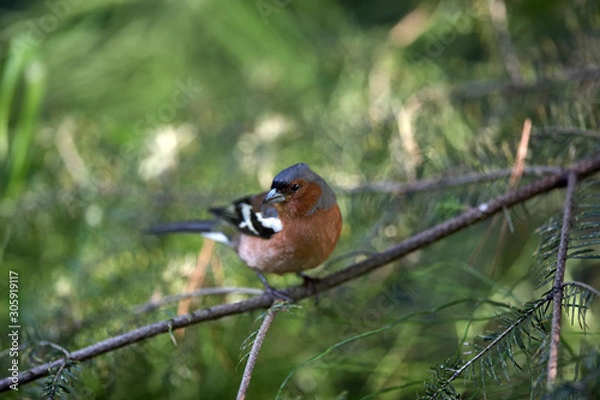 Fototapeta Chaffinch on pine branch