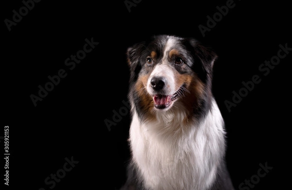 Fototapeta Dog breed Australian shepherd in a photo Studio on a black background, portrait close-up artificial lighting