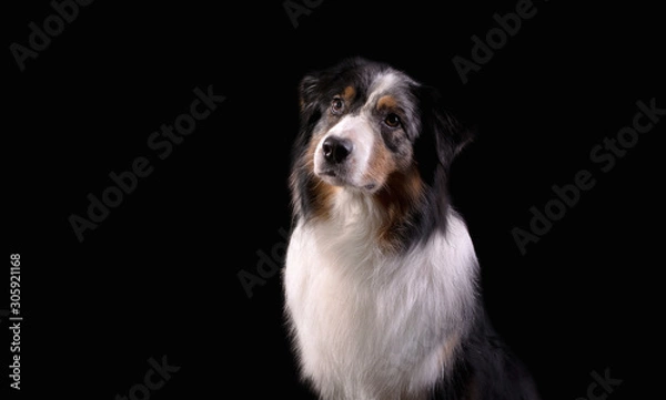 Fototapeta Dog breed Australian shepherd in a photo Studio on a black background, portrait close-up artificial lighting