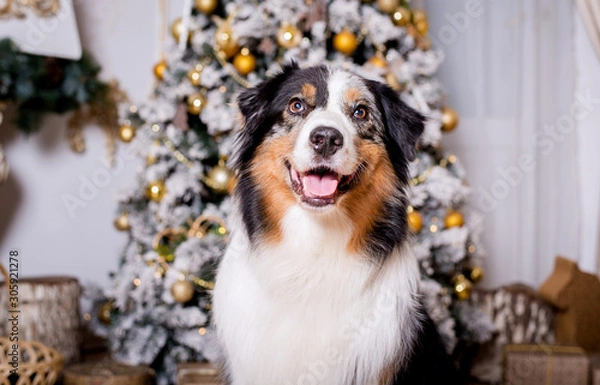 Fototapeta Dog breed Australian shepherd portrait close-up next to a Christmas tree in Christmas decorations, photo Studio, new year, decorated Christmas tree