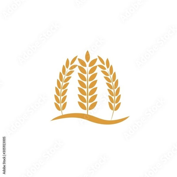 Obraz Agriculture wheat Logo Template vector icon