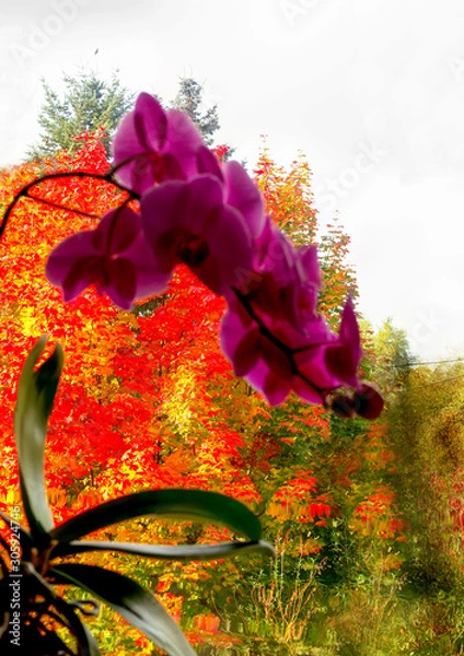 Obraz Orchidee im Herbst