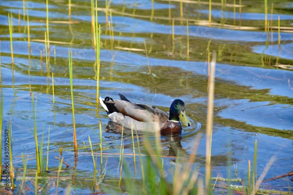 Obraz Ente an Uferzone