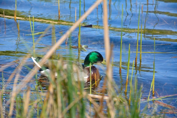 Obraz Ente an Uferzone