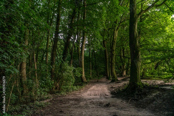 Fototapeta path in the forest