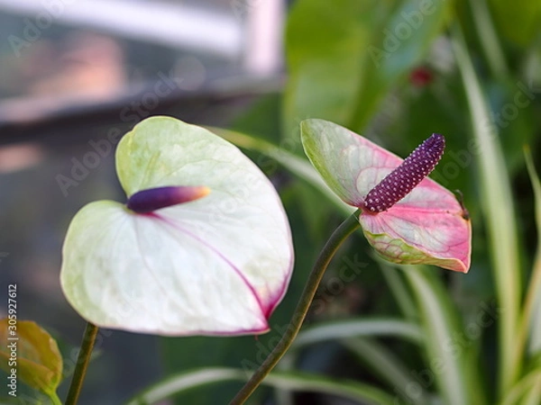 Fototapeta スパティフィラムの花のアップ