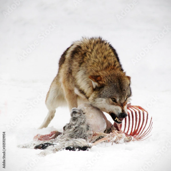 Fototapeta wild wolf growls and bares his teeth while he eats his prey in winter