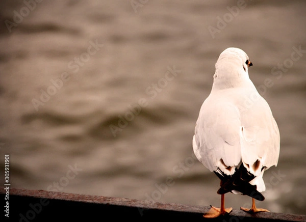 Fototapeta seagull siiting on a railing looking at the sea