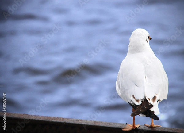 Fototapeta seagull siiting on a railing looking at the sea