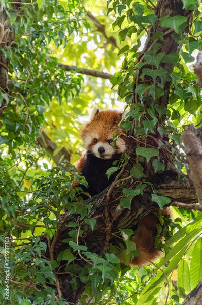 Obraz レッサーパンダ