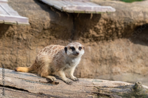 Obraz ミーアキャット