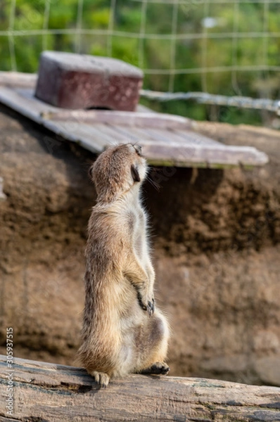 Obraz ミーアキャット