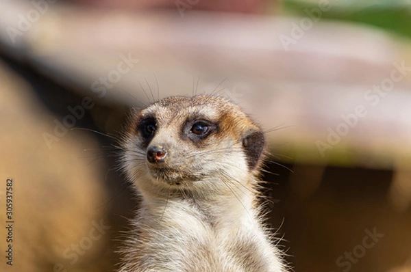 Obraz ミーアキャット