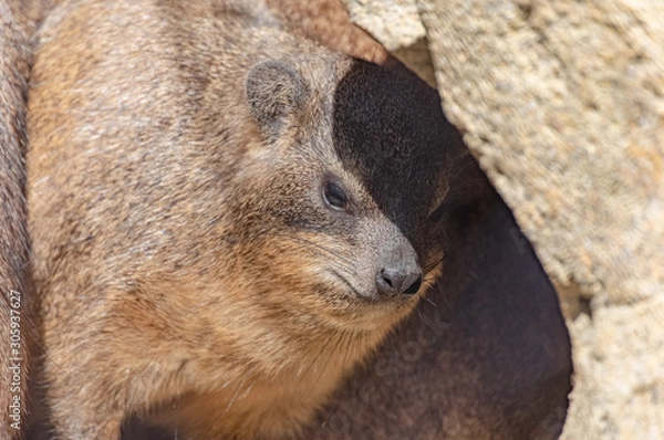 Obraz ケープハイラックス