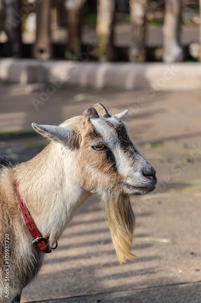 Obraz ピグミーゴート