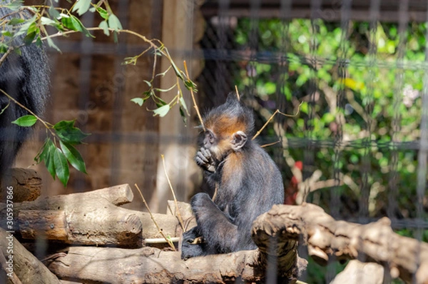 Obraz フランソワルトンの赤ちゃん