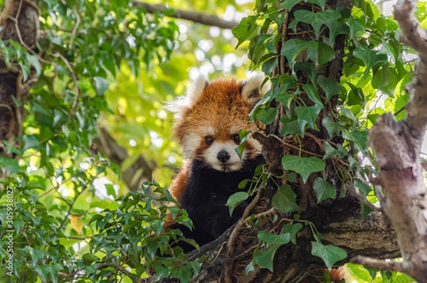 Obraz 木登りレッサーパンダ