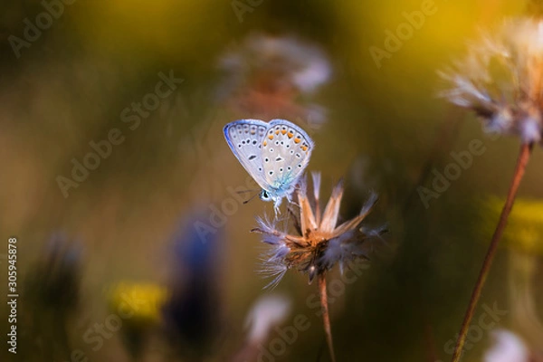 Obraz butterfly on flower