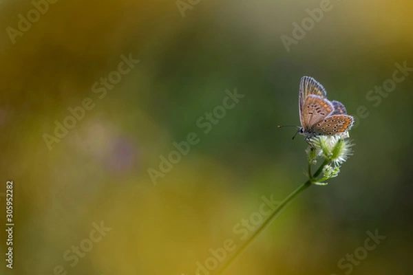 Obraz butterfly on flower