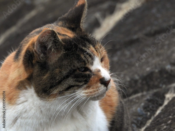 Fototapeta 土手の野良猫