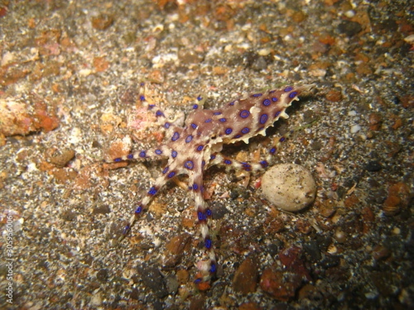 Obraz Blauring-Oktopus