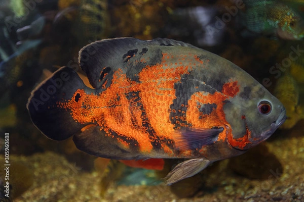 Fototapeta Noise, grain, out of focus, film effect, bright orange-gray fish with a pattern swimming sideways in an aquarium close-up