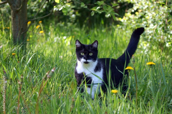 Obraz Black cat in the grass