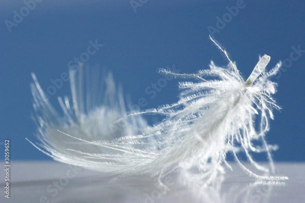 Fototapeta fluffy white feather on blue background