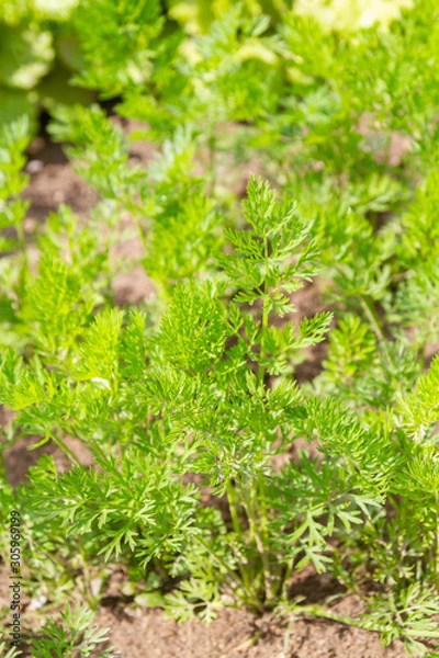 Fototapeta Carrots grow on beds in the garden in the summer